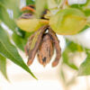 Load image into Gallery viewer, Zorro Pecans -Simply Pecans $12