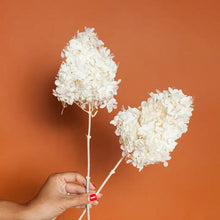 Load image into Gallery viewer, Dried Hydrangea Stems
