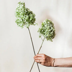 Dried Hydrangea Stems